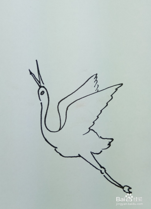 线条和曲线画出天鹅的头部轮廓,并画出它的眼睛,嘴巴和其中的一个翅膀