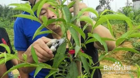 夏季桃树怎样修剪