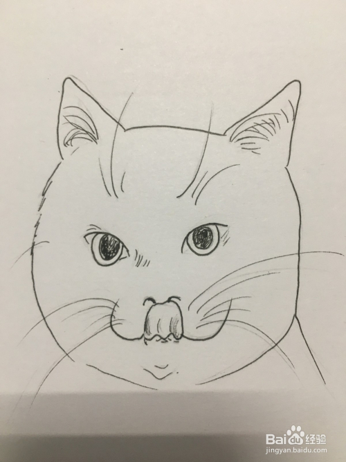 画三只小猫的头像 画猫咪 简笔画 线描画 手绘