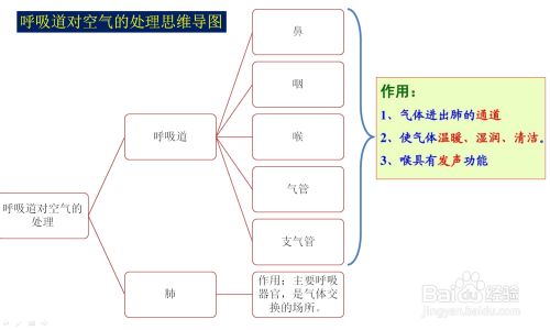 呼吸道对空气的处理思维导图