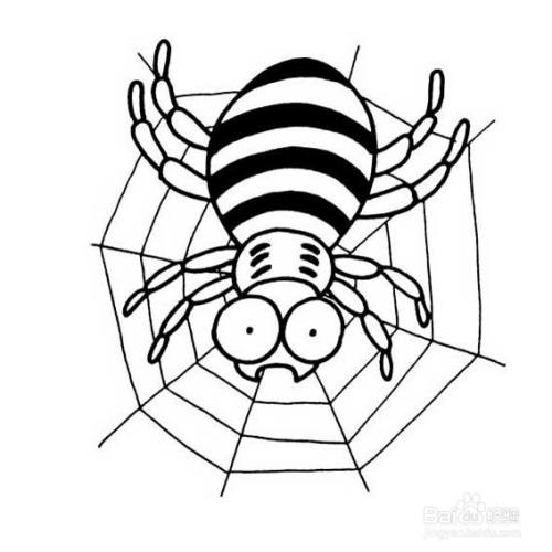 织网的蜘蛛的画法