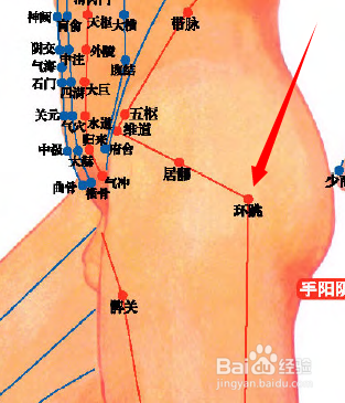 环跳穴位位置图和作用