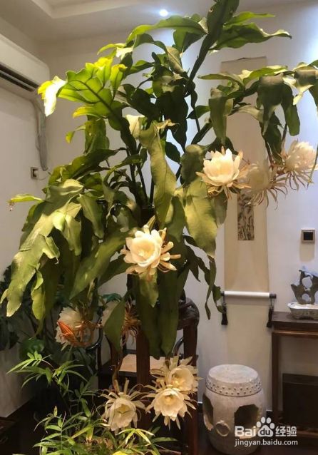 昙花怎样修剪枝叶