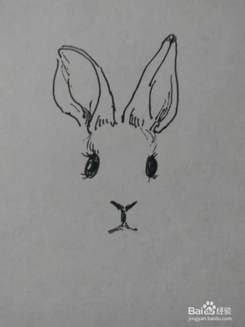 2 第二步画出兔子的两只眼睛. 3 第三步画出兔子的鼻子和嘴巴的形状.