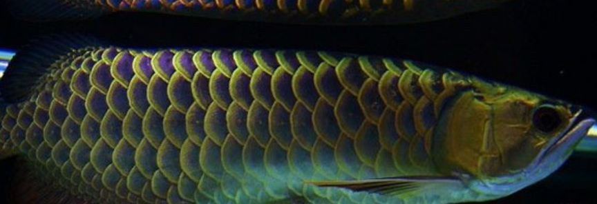 高背和过背的区别-百度经验