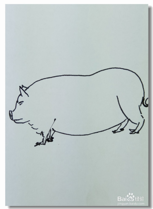 2 用曲线画出猪的后腿和尾巴,如图所示.