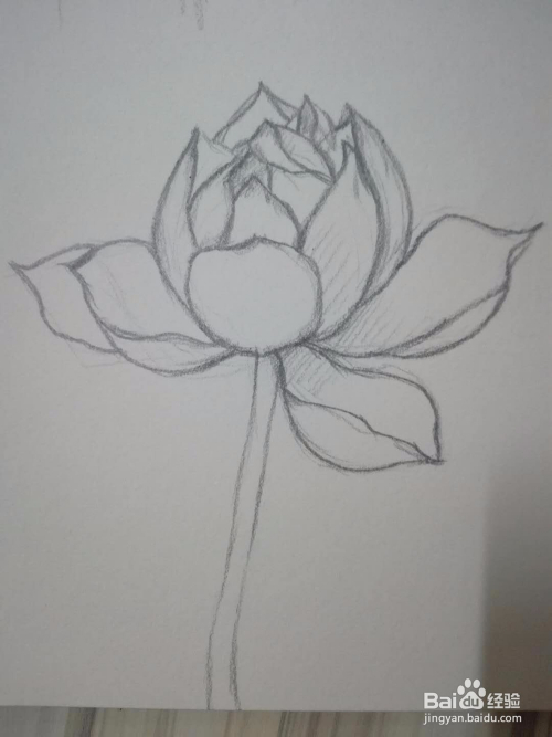 《一枝荷》荷花铅笔手绘素描教程