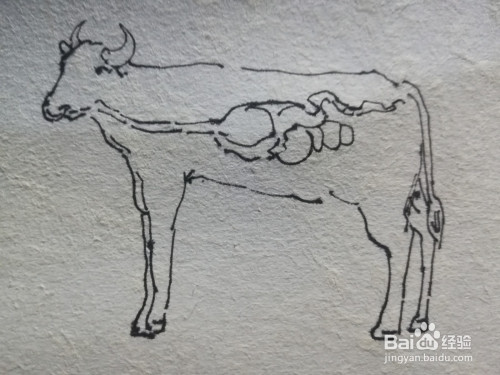 怎么画牛的内脏图