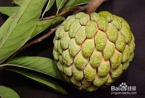 番荔枝,也有人把它叫做释迦摩眤果