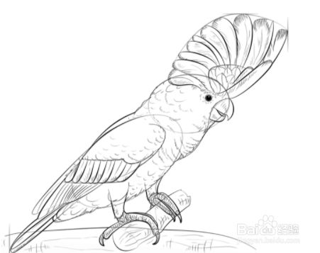 如何画一只白色的美冠鹦鹉
