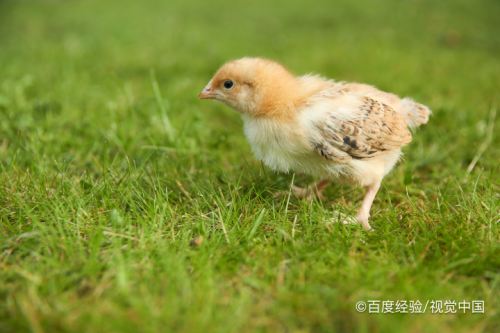 小鸡怎么分辨公鸡和母鸡