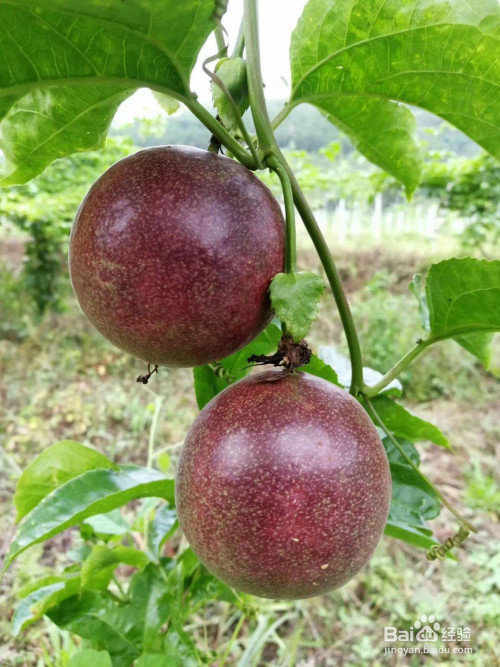 百香果种植时间和方法?