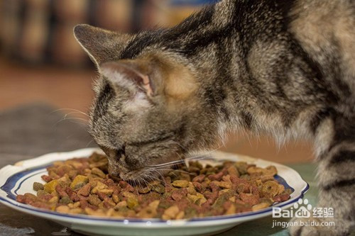 猫咪换粮不吃怎么办