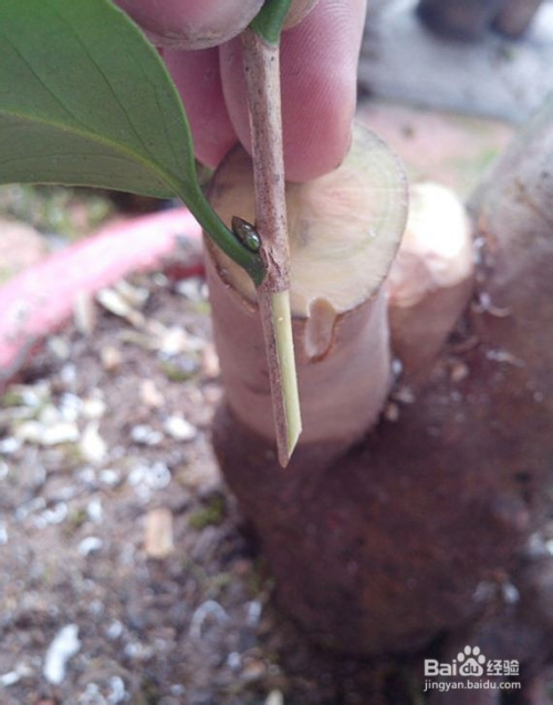 桂花嫁接教程