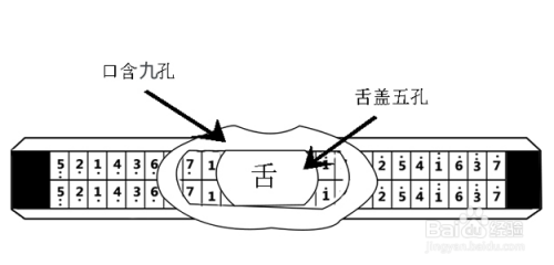 口琴舌头怎么放图解