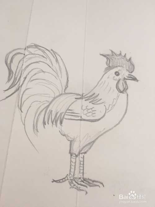 怎么画大公鸡的简笔画