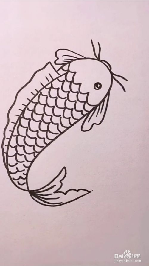 如何画鲤鱼?