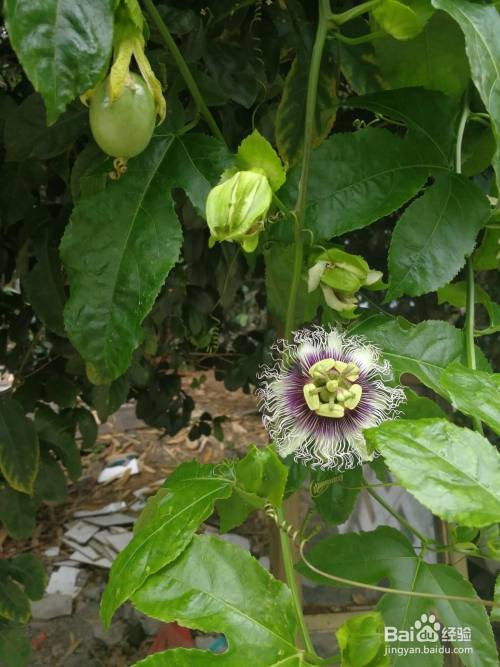 百香果花怎么分辨雌雄