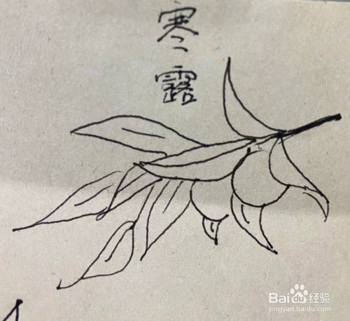 寒露节气简笔画