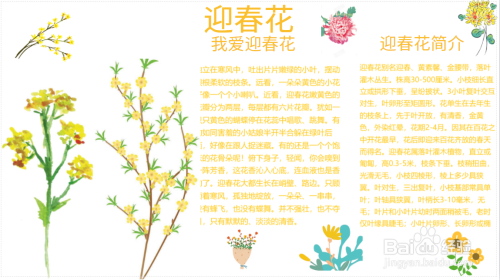 迎春花手抄报