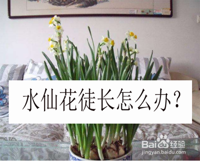 水仙花徒长怎么办