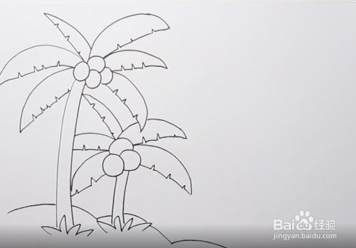 如何画椰子树植物