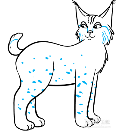 如何画可爱的山猫?