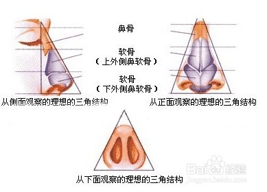 鼻部解剖图片