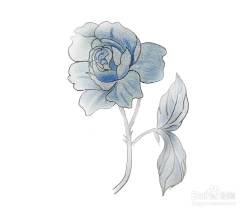 最后我们使用彩铅涂上蓝色,这样我们的蓝玫瑰就画好了,如图所示