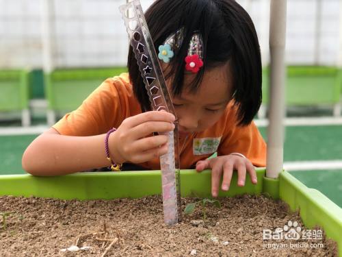 例如:水彩笔,植物观察记录表,尺子;让幼儿进行测量它的高度