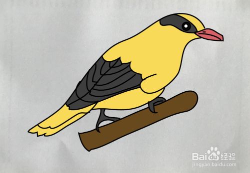 【简笔画】黄鹂鸟的画法