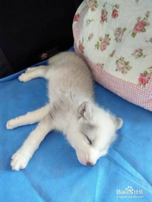 如何劝退一个人想养狐狸当宠物?