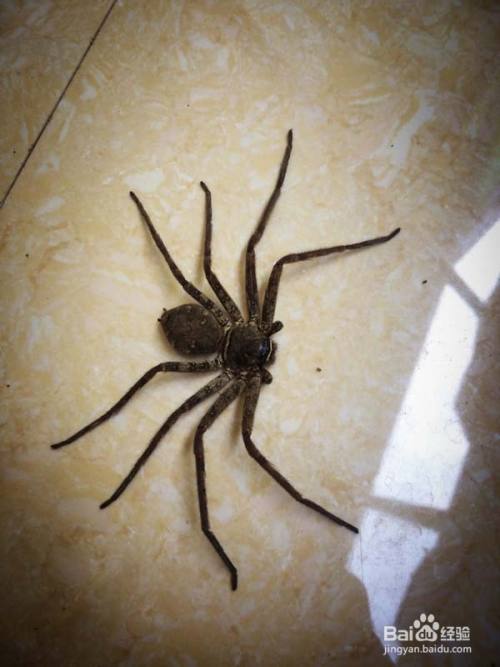 高脚蜘蛛喜欢潜入人家,农舍,仓库等地,但是其属于无毒蜘蛛即使不慎