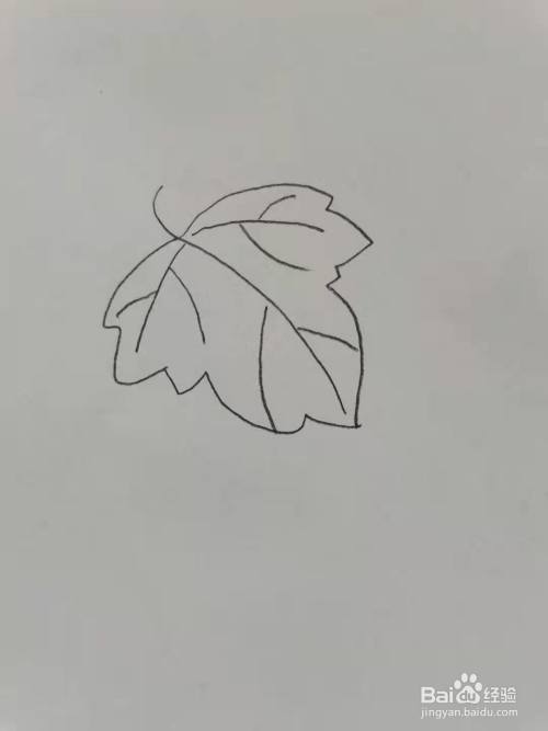 第一步,我们画葡萄上面的叶子.