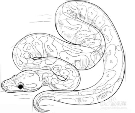 如何画一条蟒蛇