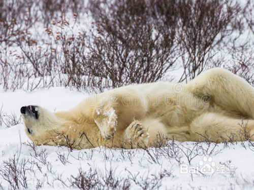 生活/家居 > 生活常识1 北极熊是北极地区里体型最大最强壮的肉食动物