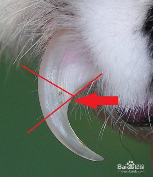查看血线 注意观察猫指甲中的血线位置,修剪位置不要超过指甲里的