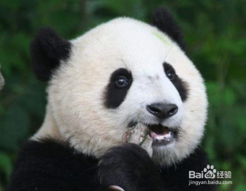 因为大熊猫是中国独有的动物之一,主要分布在四川,甘肃以及陕西的
