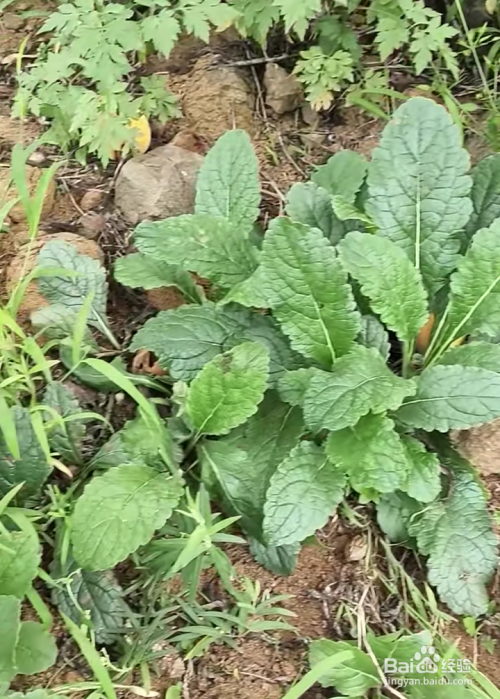 野生中药地黄的功效
