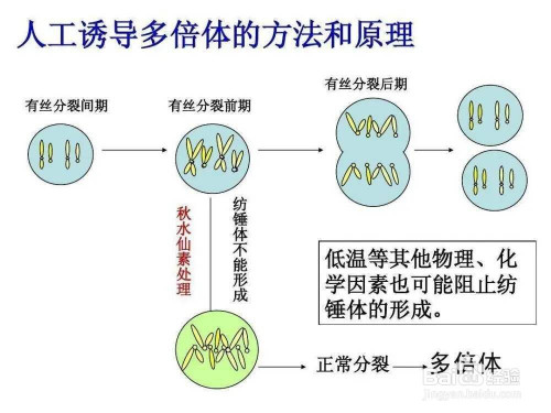 多倍体育种过程图解