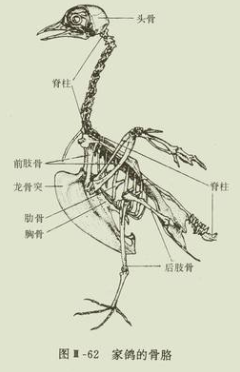 龙骨突的作用