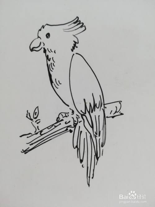 怎么画简单的鹦鹉简笔画