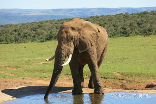 大象怎么喝水?