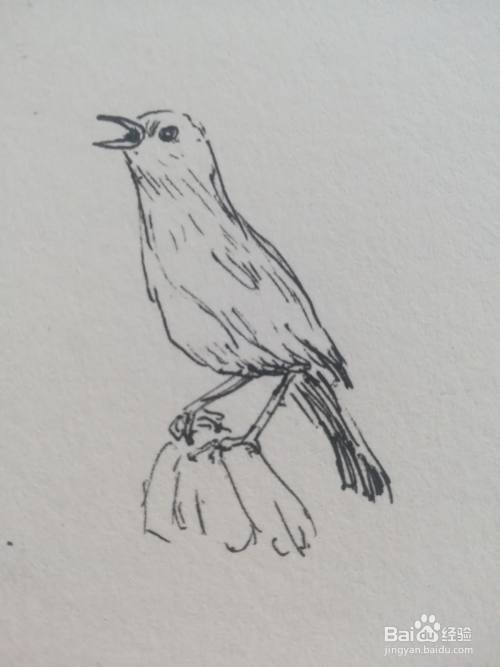 怎么画简单的画眉鸟
