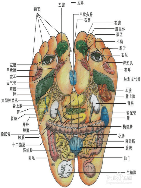 脚底穴位图按摩(详解)