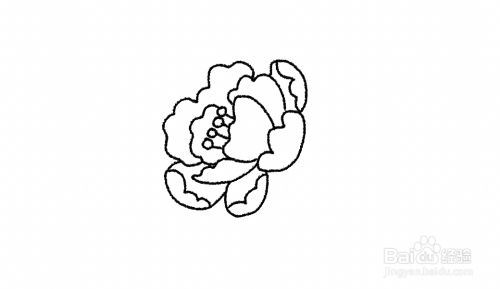 牡丹花的简笔画方法