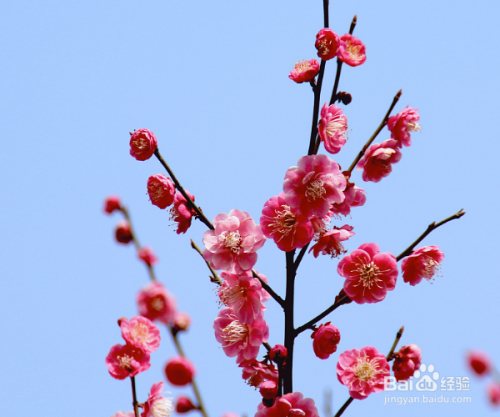 怎么栽培木本植物山梅花-百度经验