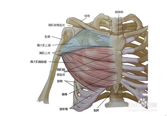 胸部肌肉解剖图