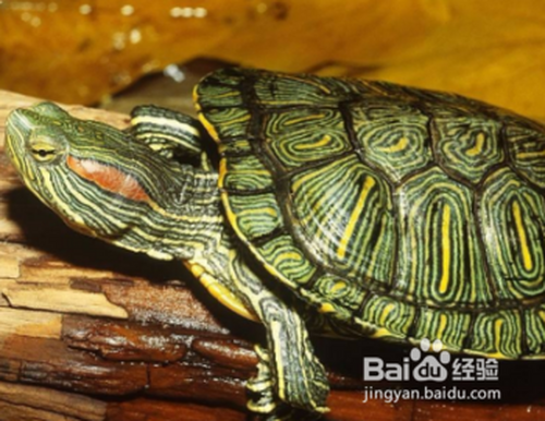 巴西红耳龟怎么养?