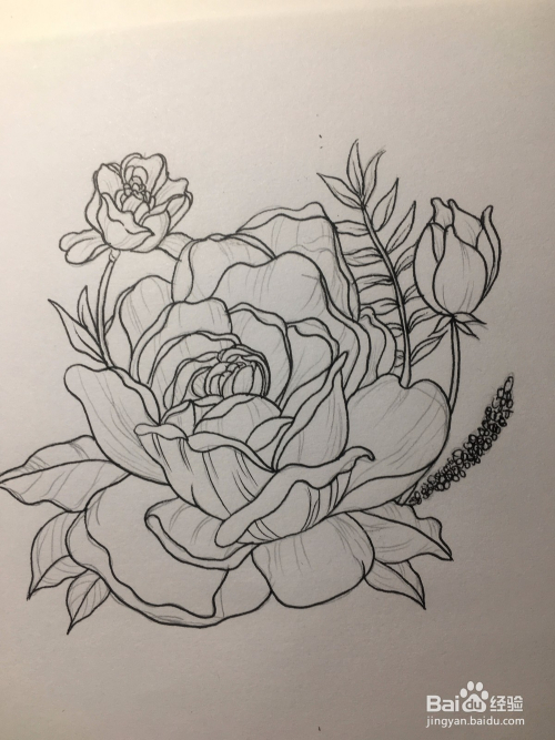 玫瑰的绘画教程 玫瑰线稿 玫瑰花朵线描画